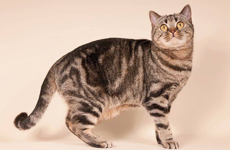 Британская короткошерстная кошка: фото, описание породы, окрасы и отзывы