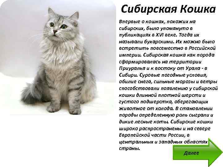 Кошки сибирской породы, особенности характера и разновидности окрасов, фото кошек