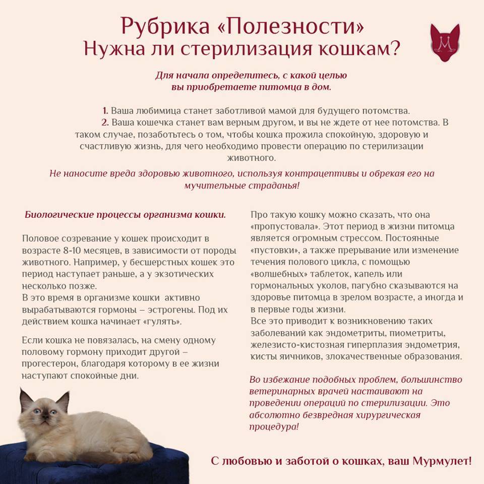 Кастрация котов и стерилизация кошек: плюсы и минусы