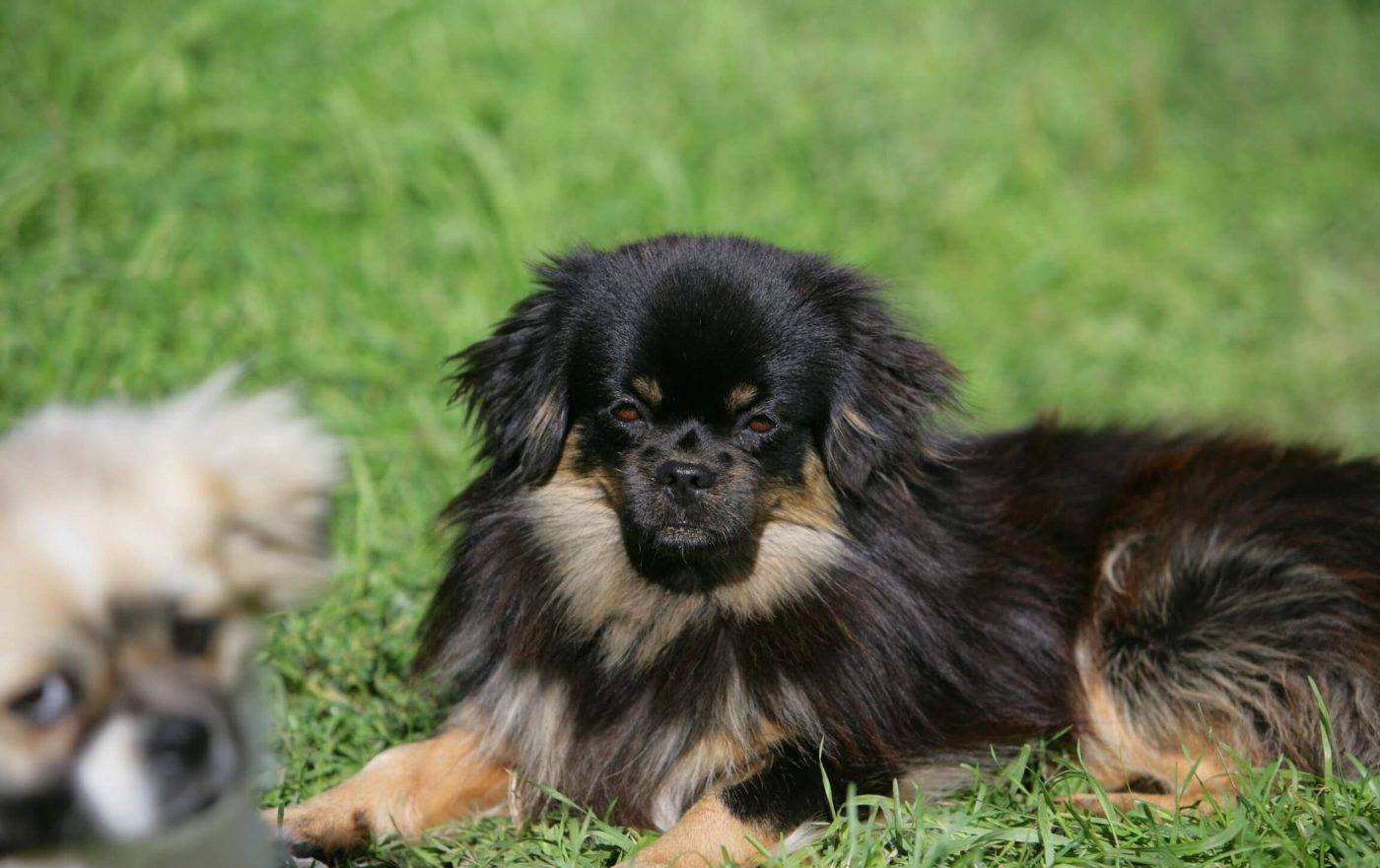 Тибетский мастиф собака. описание, особенности, характер, уход и цена породы