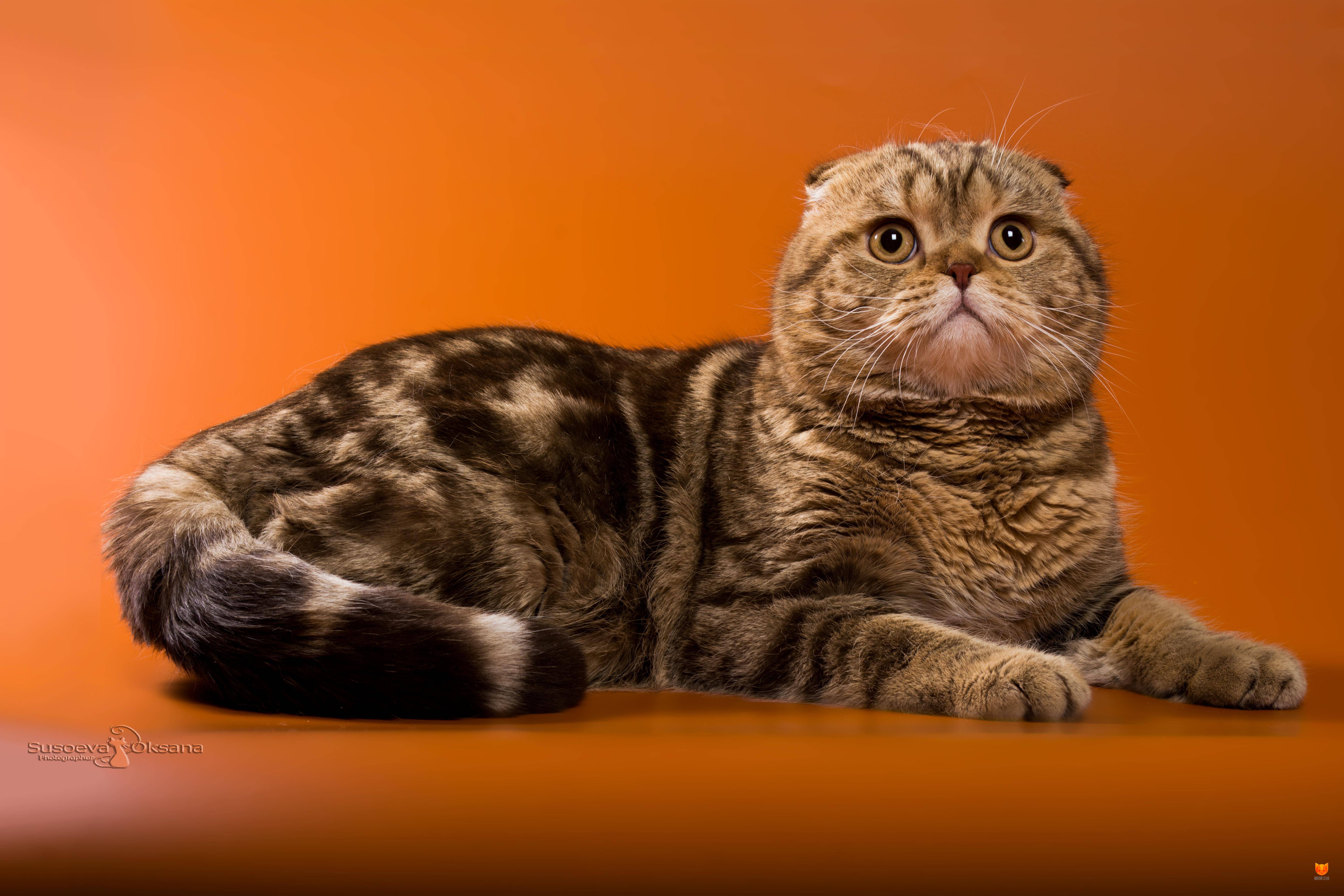 Шотландская порода кошек: воплощение аристократизма и флегматичности
