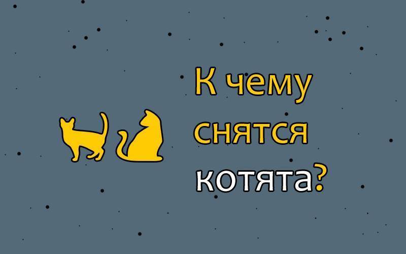 К чему снятся маленькие котята женщине: сонник про маленьких котят