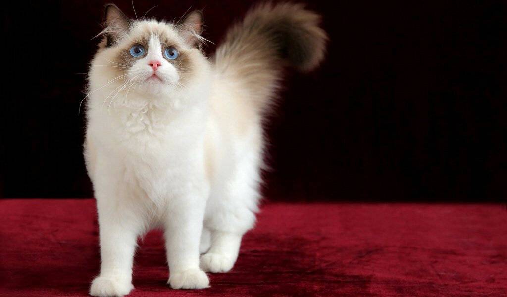 10 самых умных пород кошек с фото