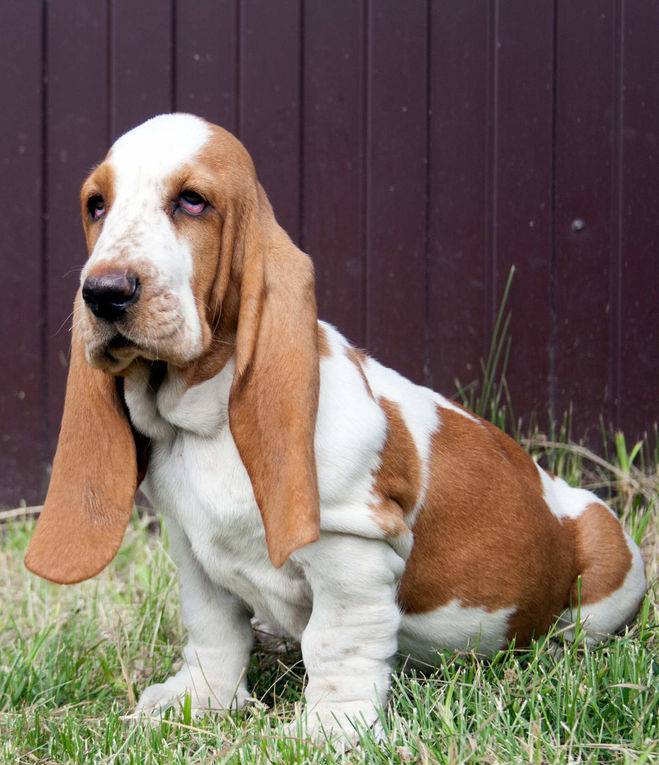 Бассет хаунд – фото собаки, описание породы, цена щенков