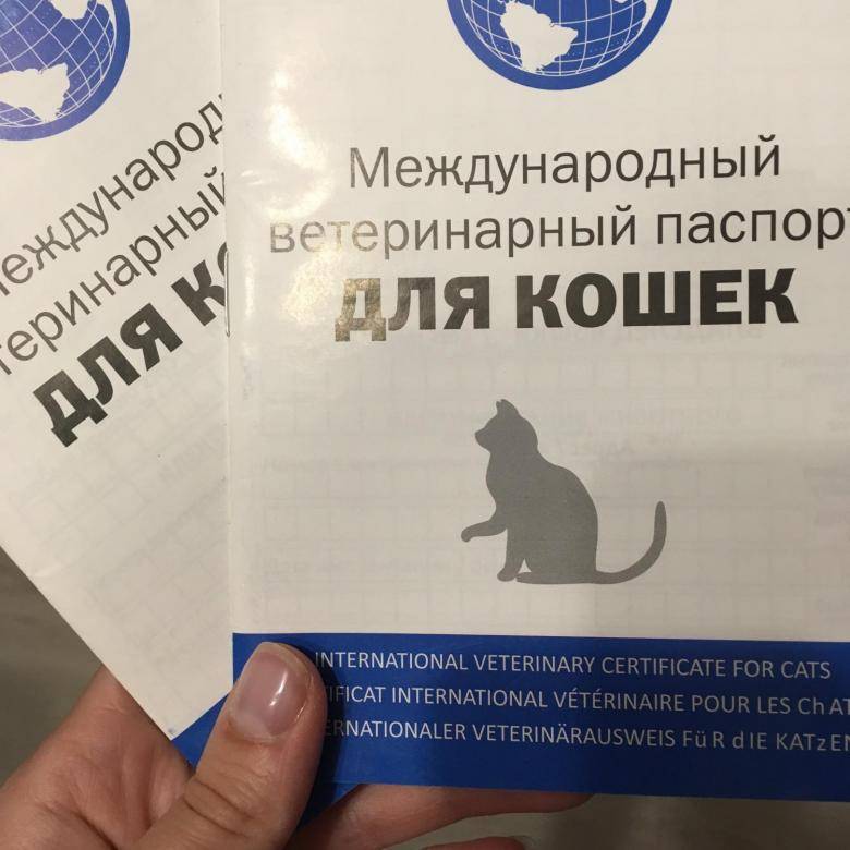 Как получить ветеринарный паспорт для кота: особенности международного образца