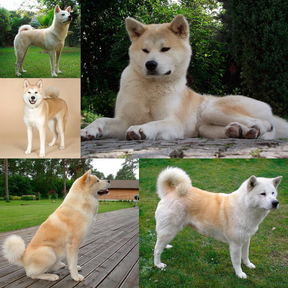 Отличительные особенности породы акита ину: все о характере собак