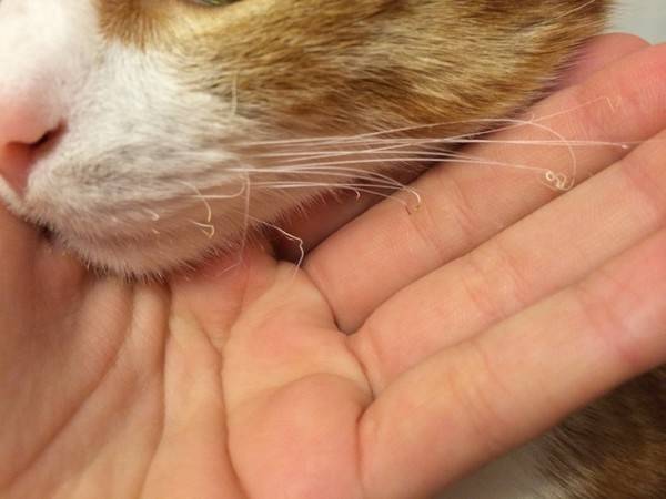6 причин почему у кота выпадают усы - что делать