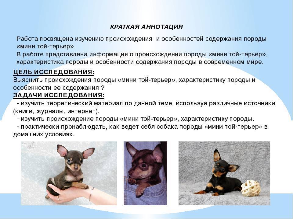 Бостон терьер (бостонский терьер)
