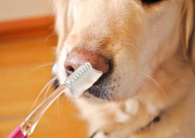 Зубной камень у собак: от чего появляется, удаление, профилактика.