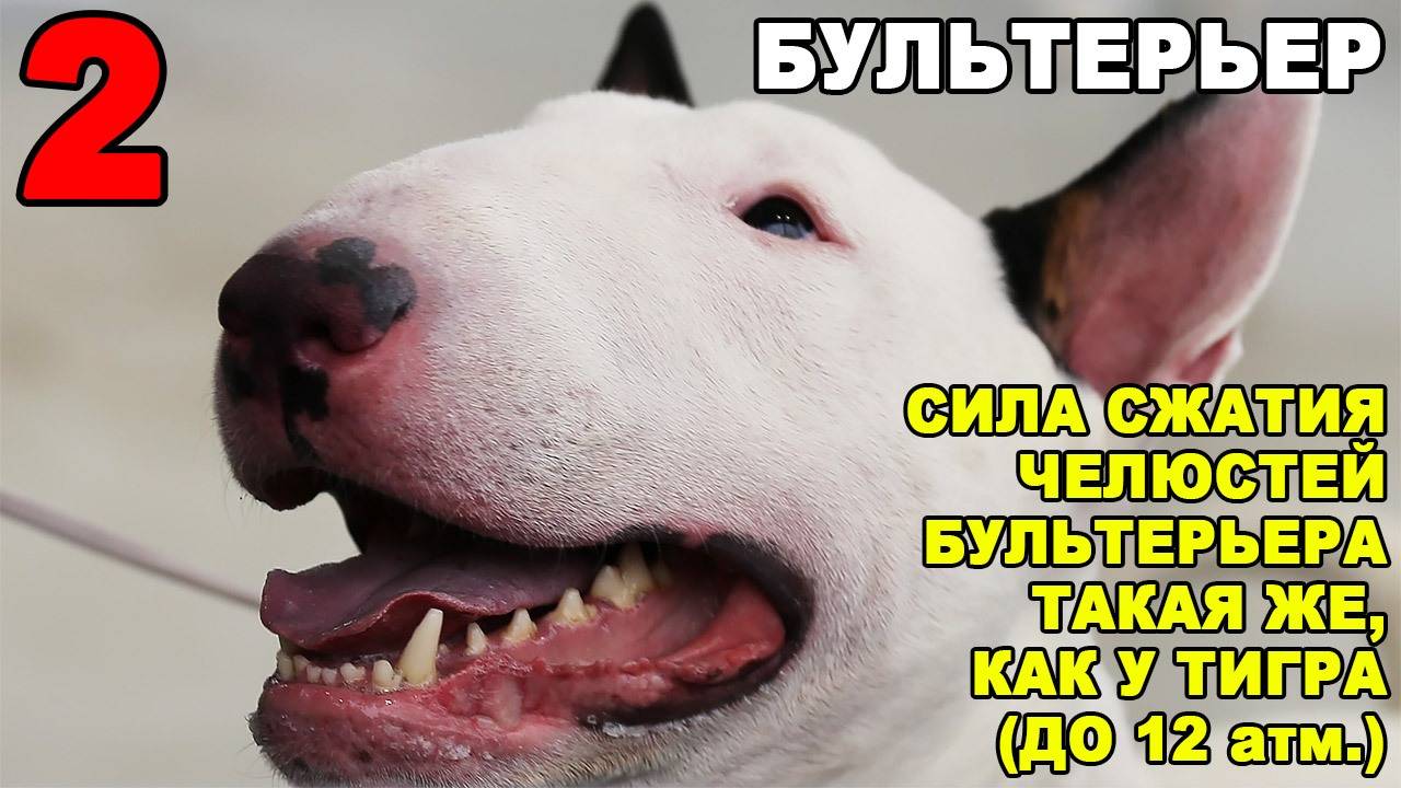 У какой породы собак самые сильные челюсти?