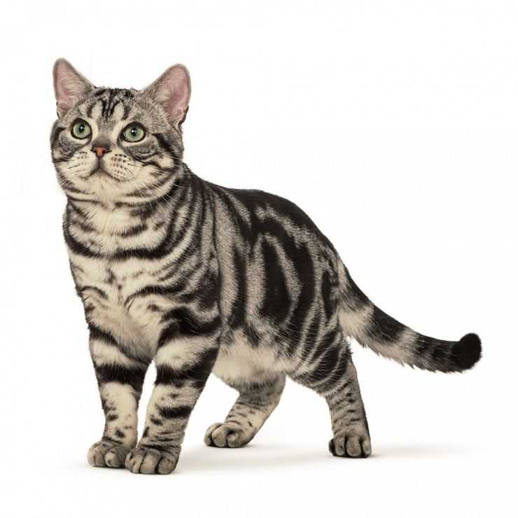 Американская короткошерстная кошка – стандарт породы, плюсы и минусы, особенности характера