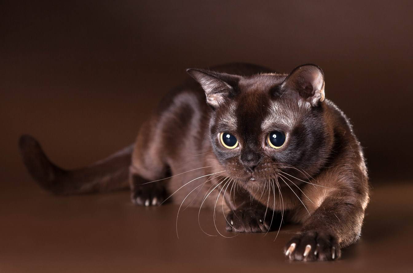 Имена для кошек-девочек: редкие и красивые кошачьи клички. как можно назвать котенка? необычные и легкие женские имена