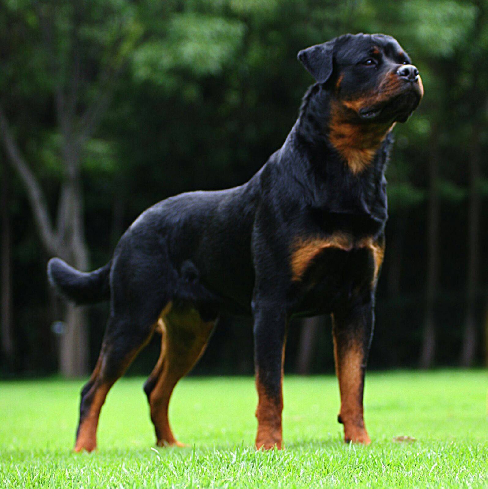 Топ-10 самых красивых пород собак в мире: рейтинг на фото