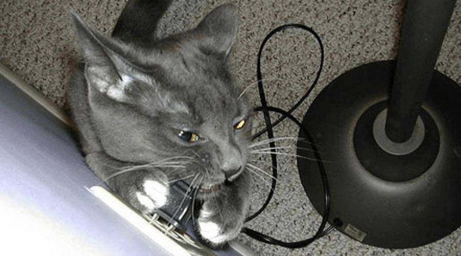 Как отучить котенка грызть провода, обувь, предметы. как защитить провода от кошки и отучить ее их грызть как защитить провода от кота
