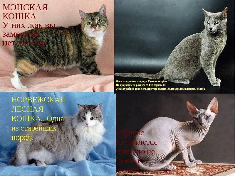 Кошки серенгети: описание внешности и характера, уход за питомцем и его содержание, выбор котёнка, отзывы владельцев, фото кота