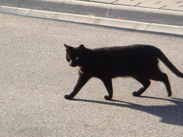 Черный кот в доме: приметы, если перебежал дорогу
