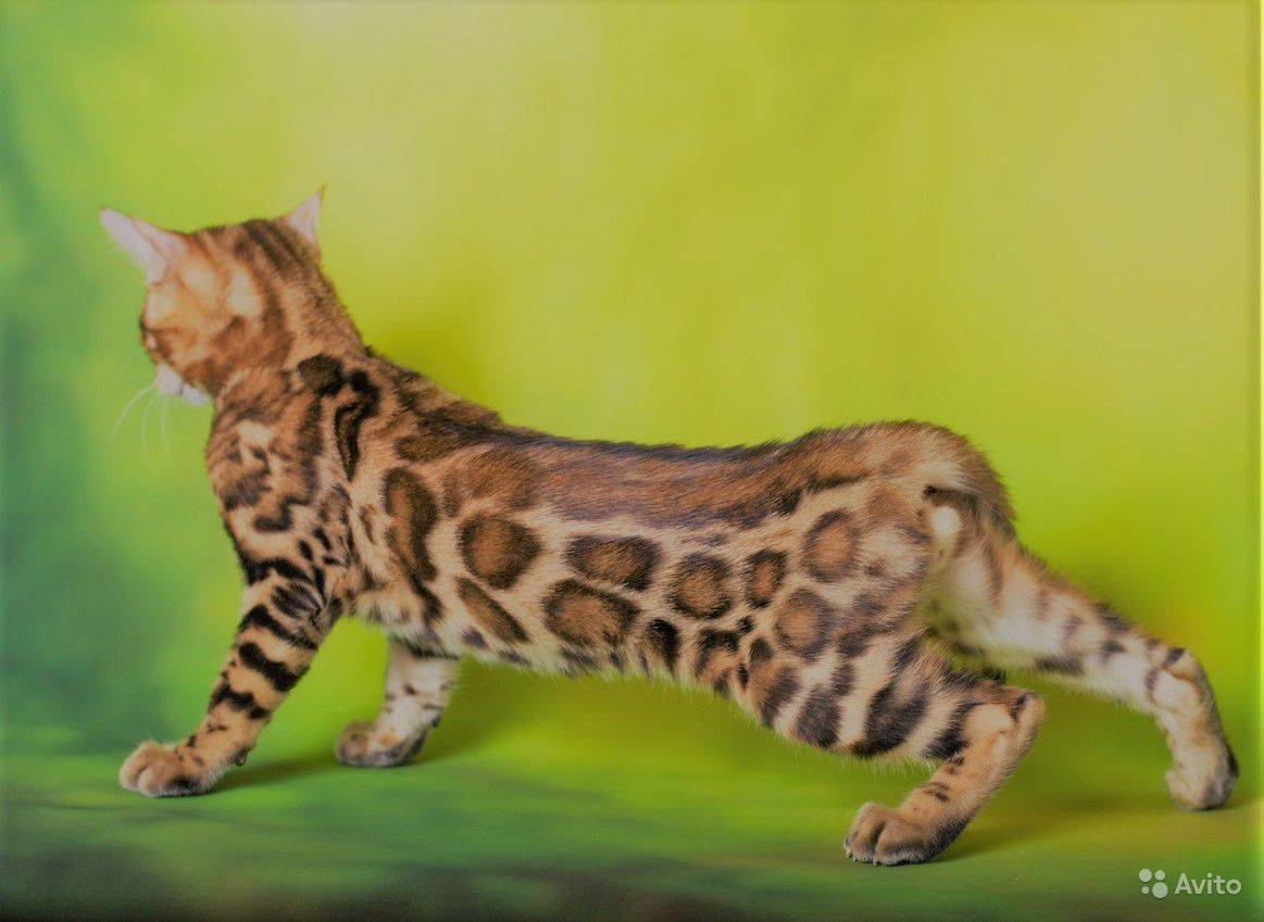 Бенгальская кошка – особенности необычной породы