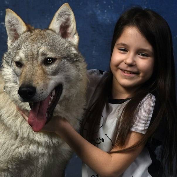 Верная и бесстрашная собака волк — 4 лапки