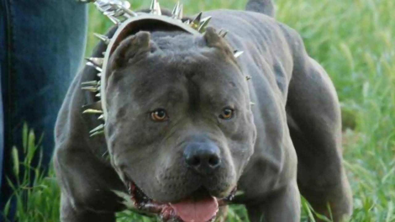 Самые опасные породы собак в мире: официальный список в россии, описание