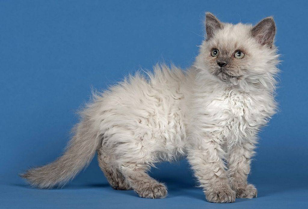 Кудрявые коты: список и описание пород, уход и содержание кошек, фото, как выбрать котенка, отзывы владельцев