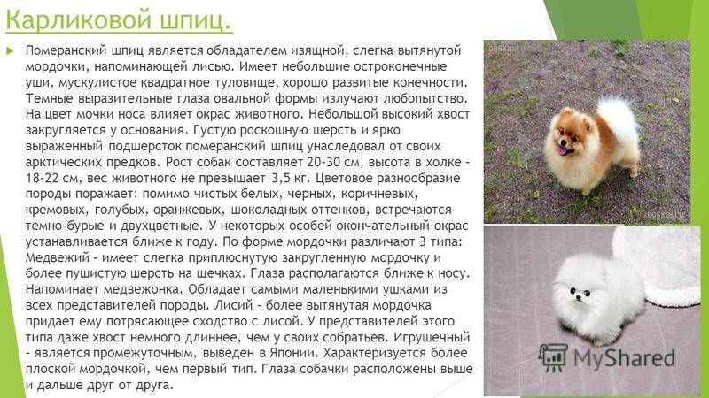 Белые собаки: популярные породы и особенности содержания - purina.ru