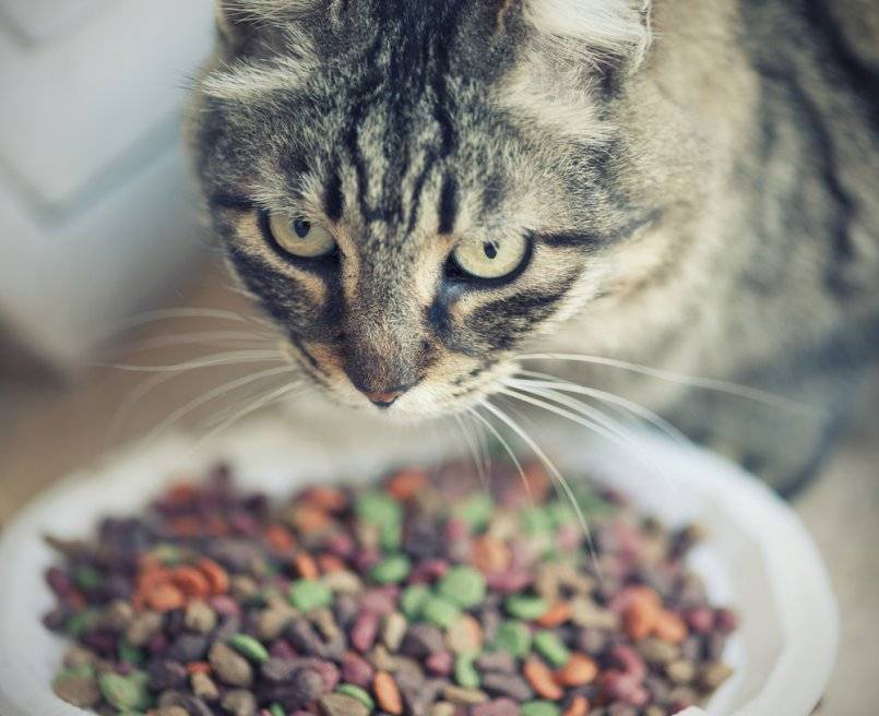Что делать, если ваша кошка не ест: возможные причины и первичная помощь