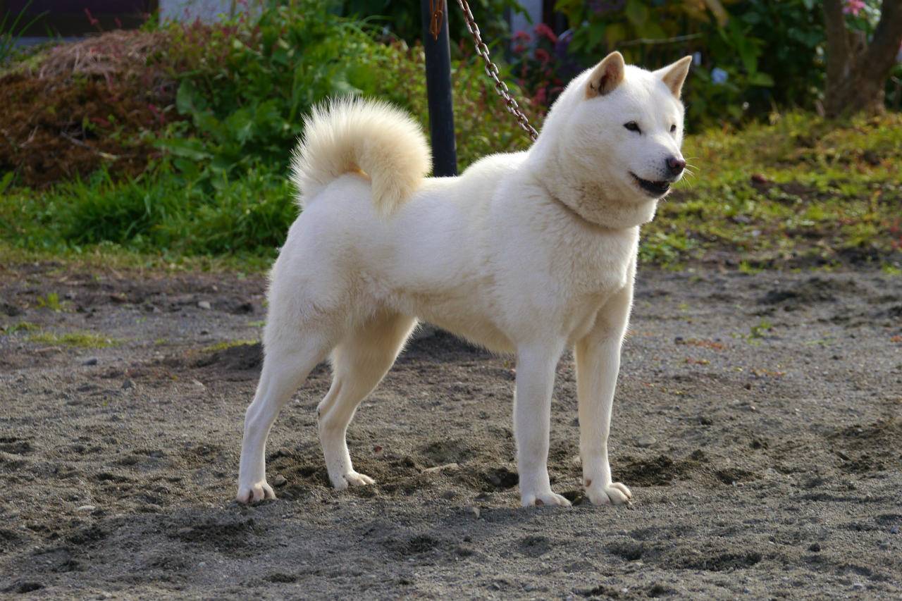 Описание породы собак японский хин с отзывами владельцев и фото