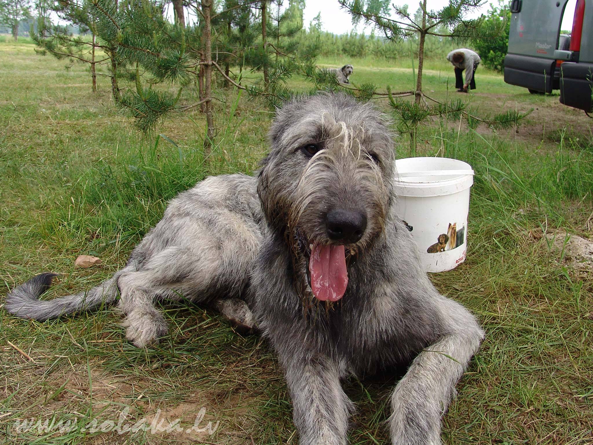 Гампр (армянский волкодав): характер, фото, стоимость и содержание собаки