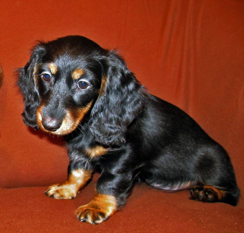 Гладкошерстные породы собак (61 фото): названия короткошерстных собак больших, средних и маленьких размеров. как содержать собак с короткой шерстью в квартире?