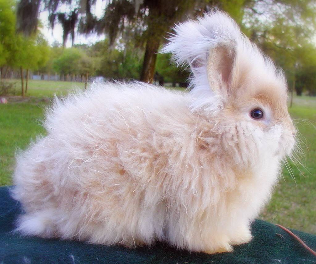 Породы кроликов: самые популярные, выгодные и рентабельные породы (100 фото)