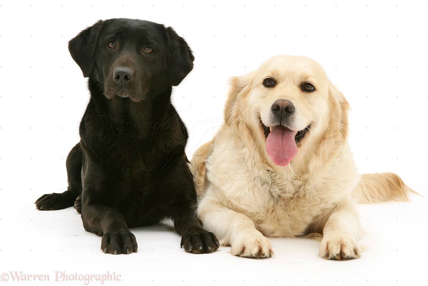 Описание породы и характера золотистый ретривер, особенности ухода за собакой