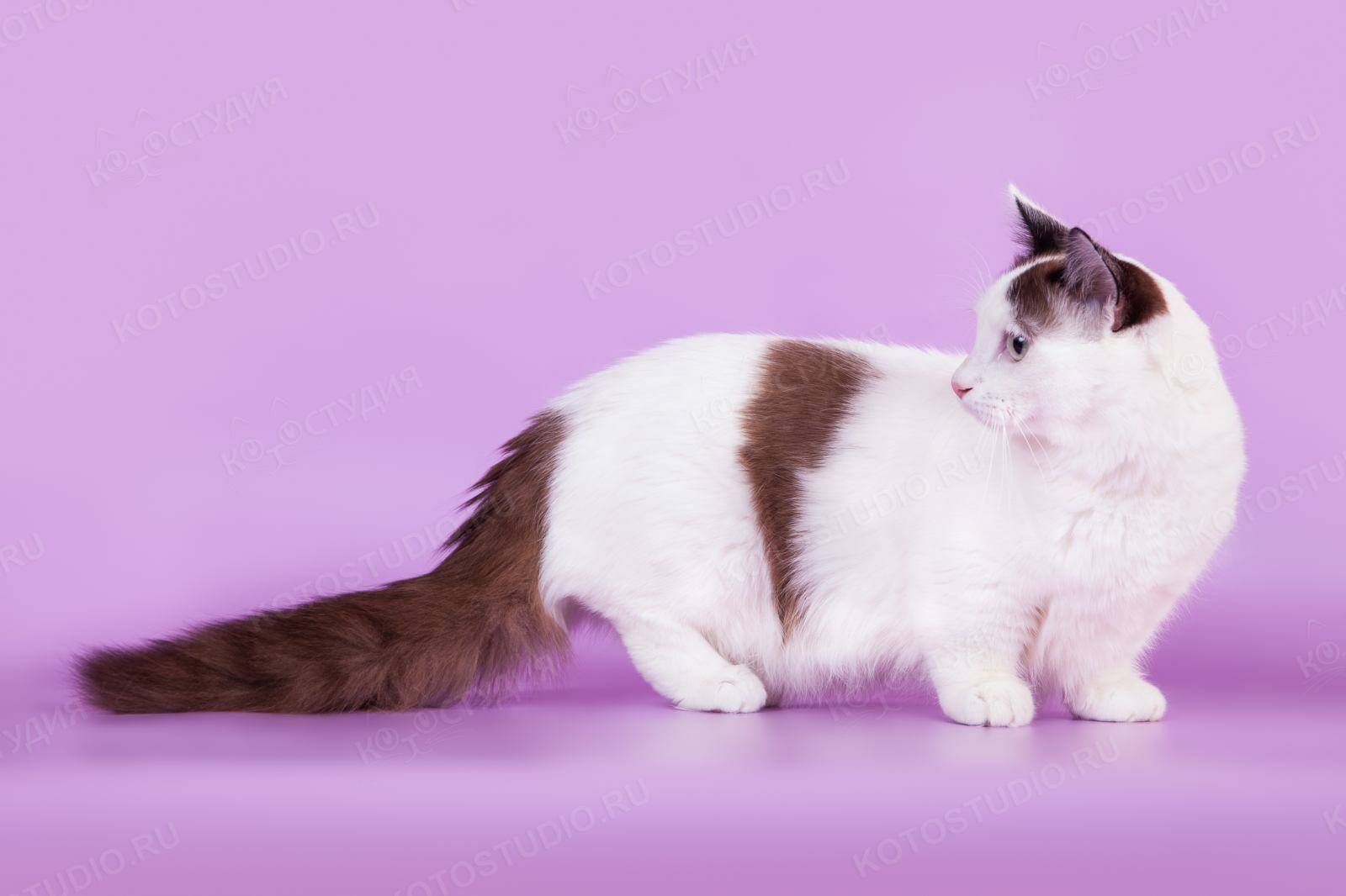 Манчкин (54 фото): особенности кошек породы манчкин, характер котов с короткими лапами. описание коротколапых котят рыжего, черного и другого окраса