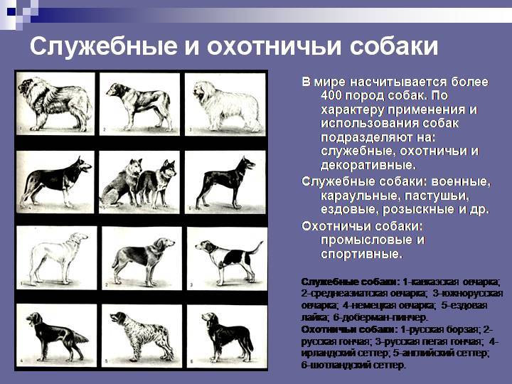 Породы собак ркф — условные обозначения и сравнительная классификация
