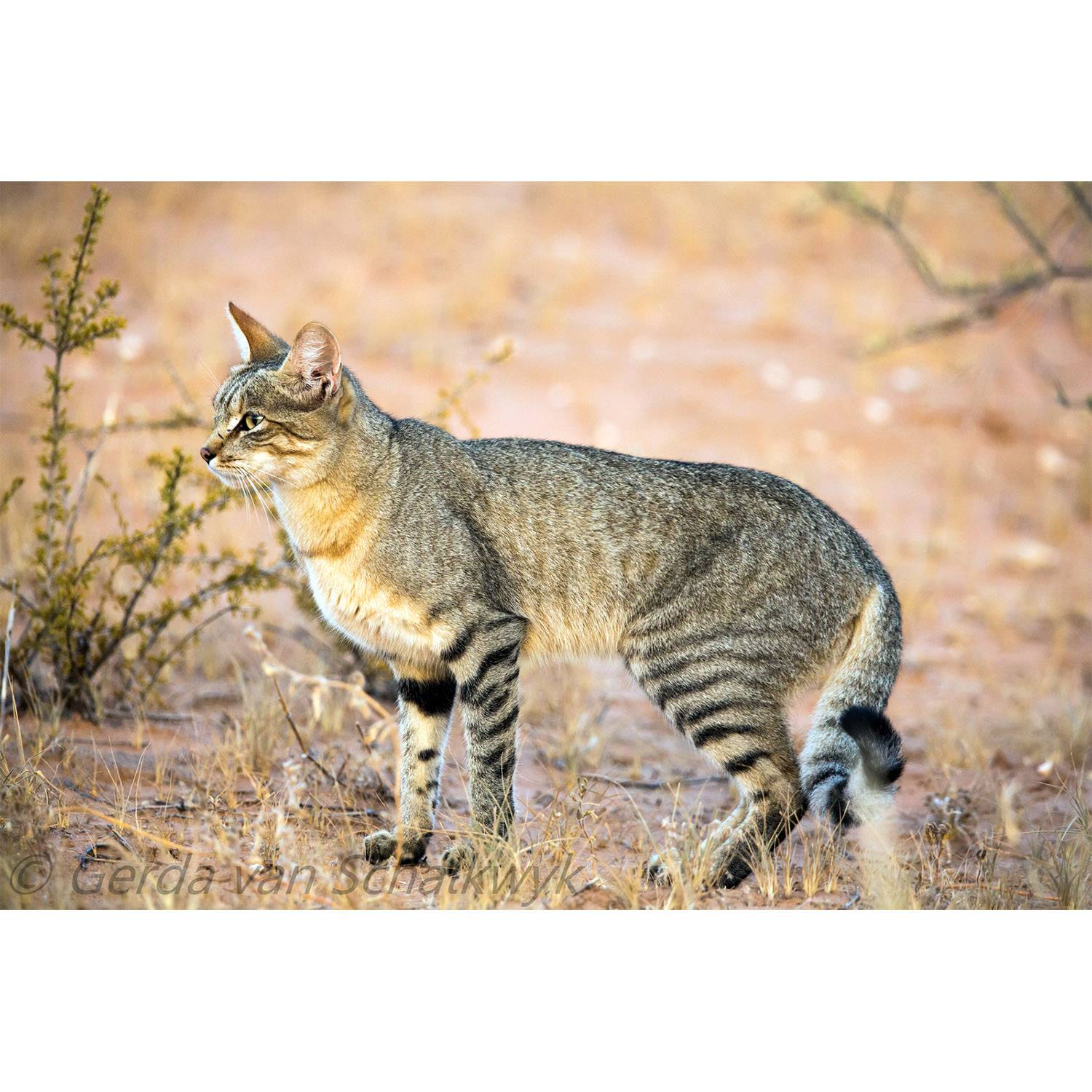 Пятнистые кошки: список пород диких и домашних котов, фото, отзывы владельцев