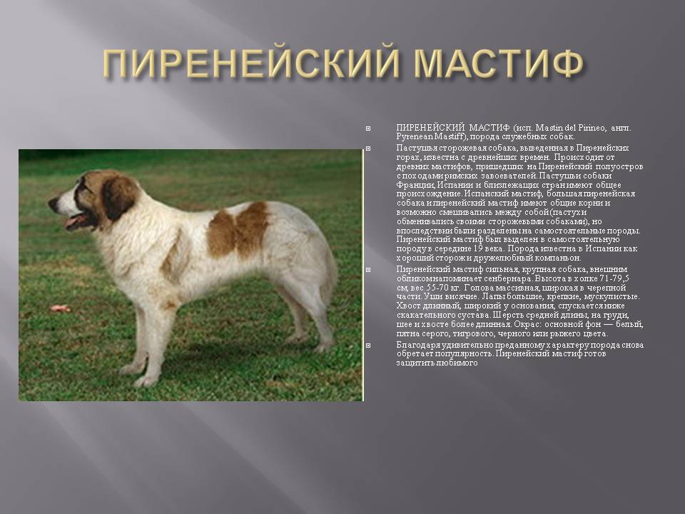 Сторожевые породы собак: список представителей с фотографиями, названиями, описаниями и ценами