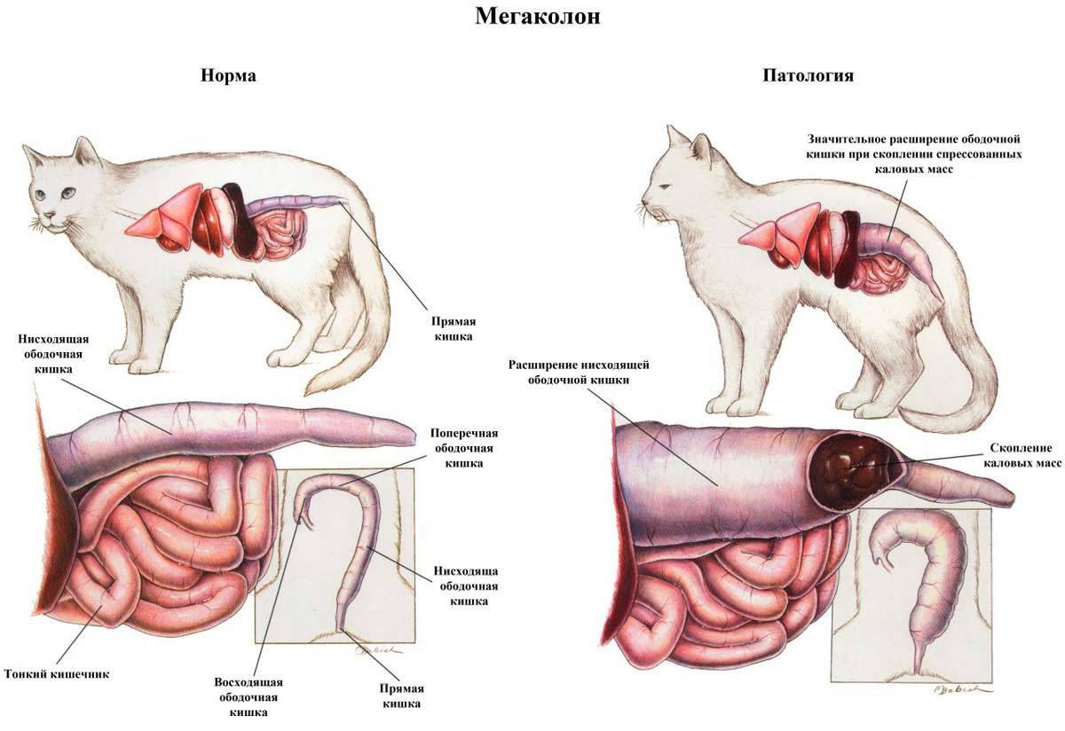 Заболевания желудка и кишечника у кошек.