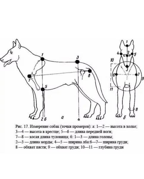 Ожирение у собак и кошек - сибирский медицинский портал