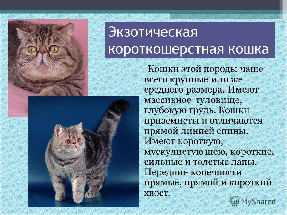 Кельтская кошка. описание, особенности, уход и цена кельтской кошки