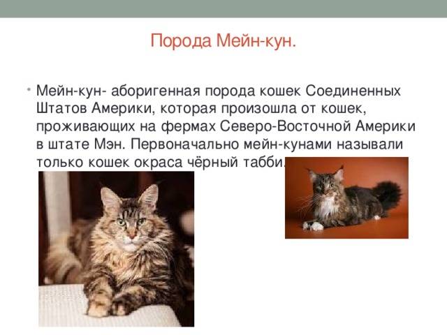 Мейн кун: характер и повадки породы кошек, отзывы владельцев | medeponim.ru