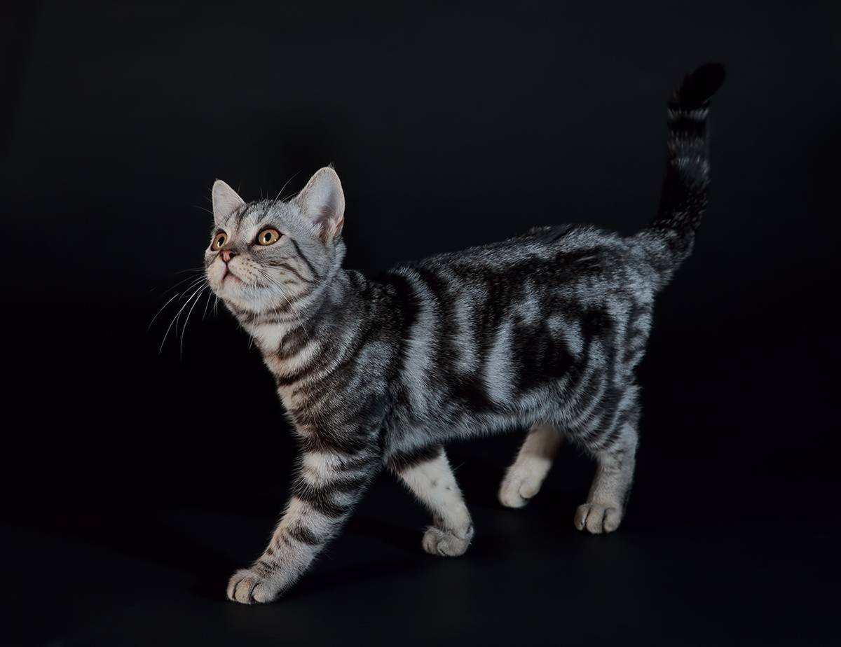 Экзотическая кошка, описание породы экзот