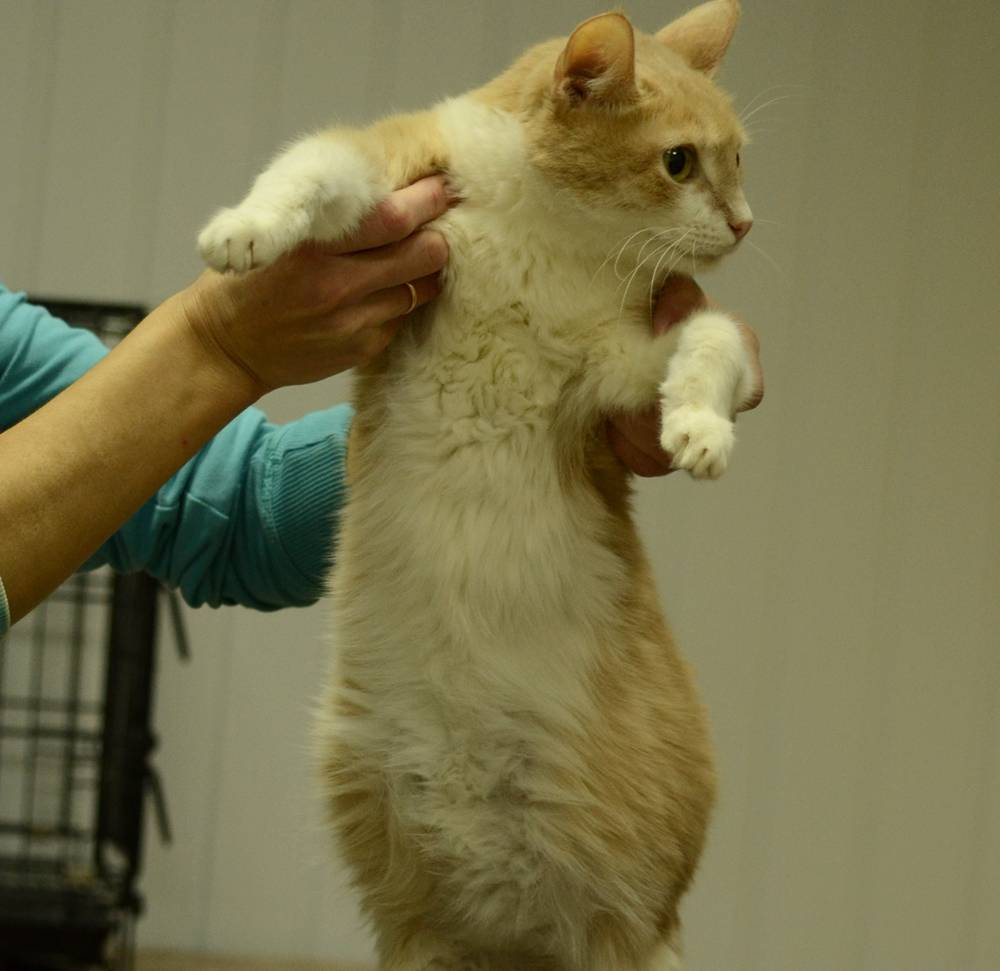 Вирусный перитонит у кошек: симптомы и лечение заболевания