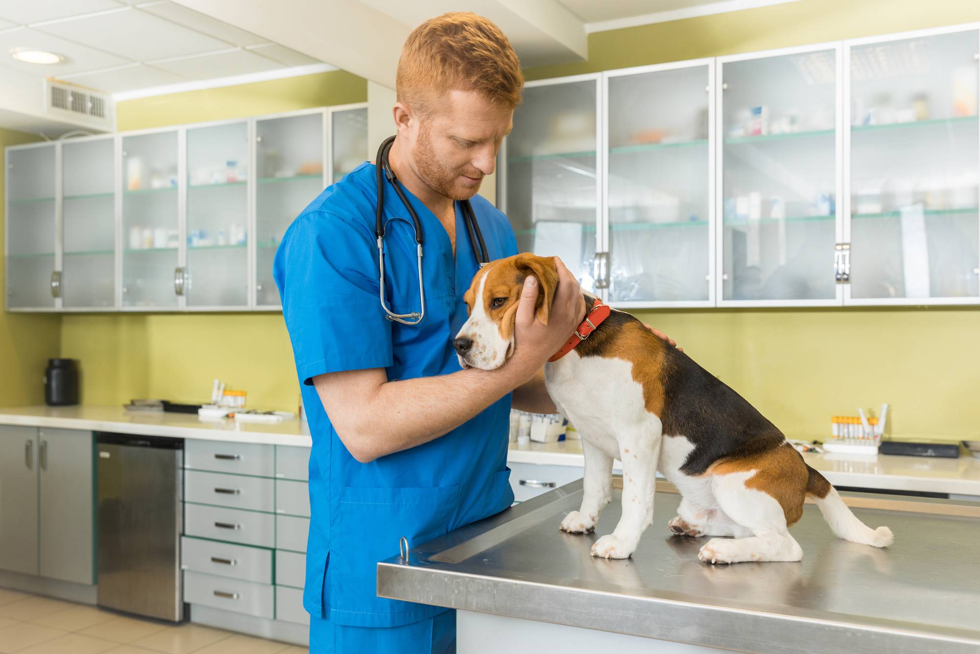 Какие услуги предоставляют ветеринарные клиники - специальности врачей | блог о домашних животных
