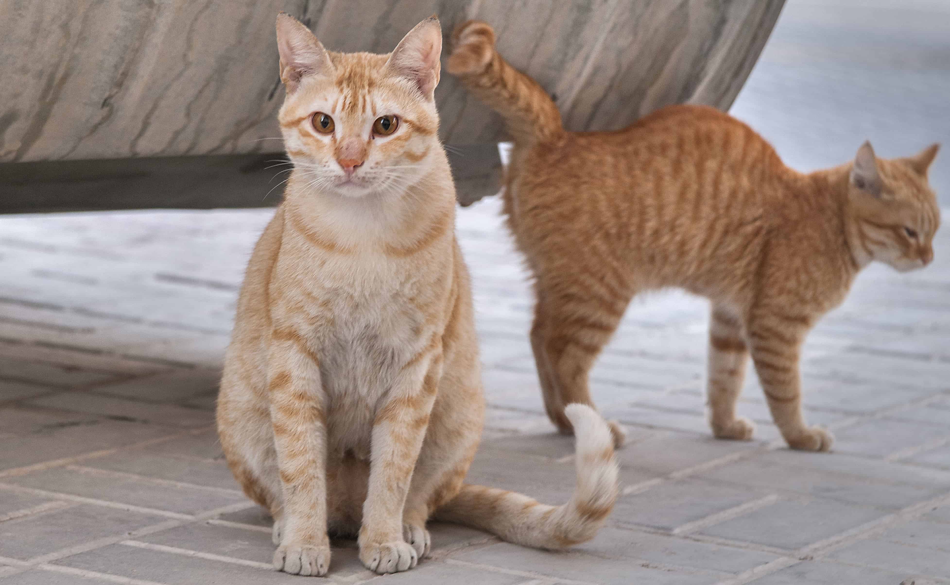 Египетская кошка мау. особенности, образ жизни и уход за египетской кошкой мау | животный мир