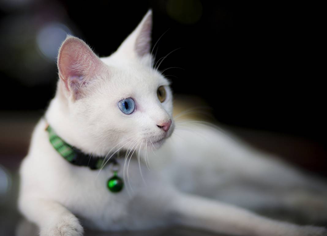 Давайте поговорим о кошках с разноцветными глазами или гетерохромия у кошек