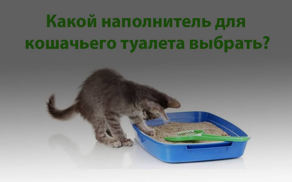 Помоги выбрать кота. Кошачий лоток с наполнителем. Древесный наполнитель в лотке. Кошачий наполнитель для туалета реклама. Реклама туалета для кошек.