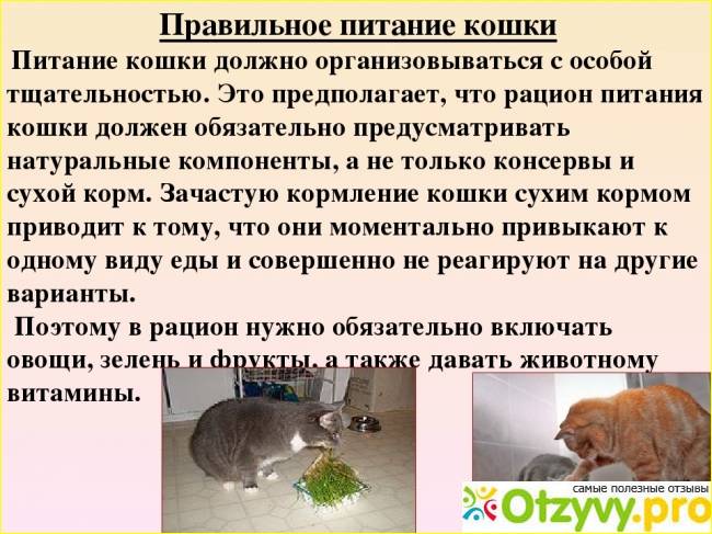 Гиперпаратиреоз у собак и кошек