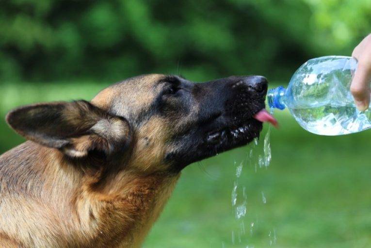 Почему собака пьет много воды?