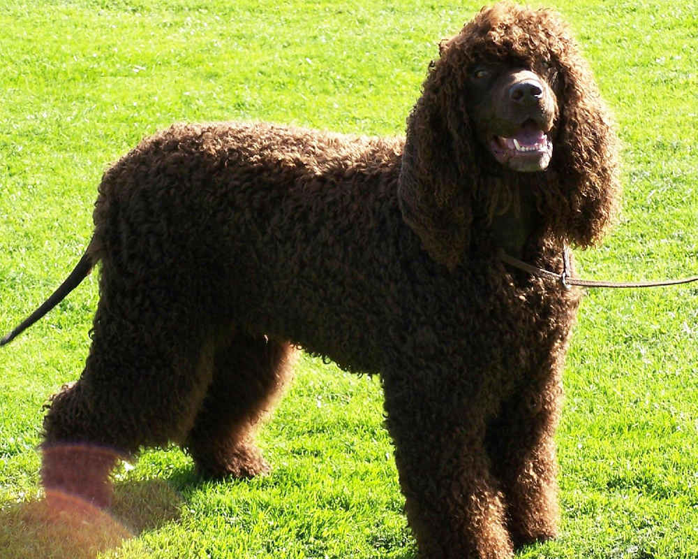Русский черный терьер собака. описание, особенности, уход и цена породы