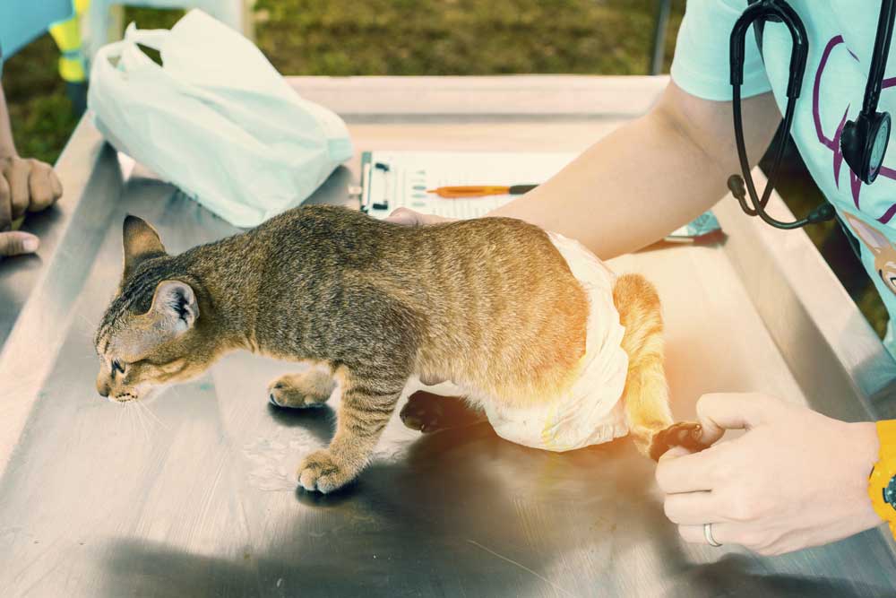 Идиопатический цистит кошек (fic) – статья о лечении животных ивц мва