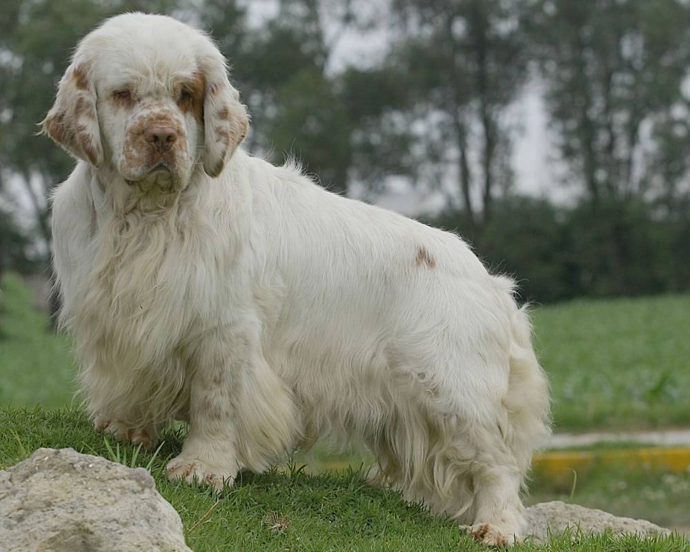 Кламбер-спаниель: описание породы собак с фото и видео